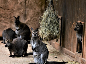 Jihočeská zoologická zahrada v Hluboké nad Vltavou má opět otevřeno