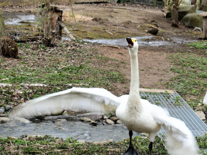 Jihočeská zoologická zahrada v Hluboké nad Vltavou má opět otevřeno
