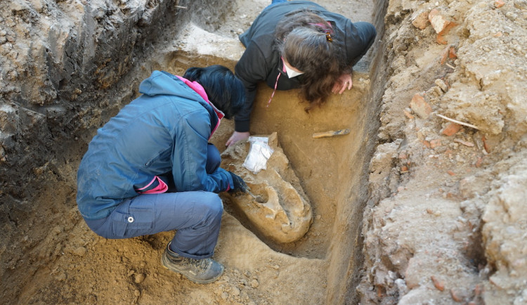 Archeologové hlásí unikátní objev. V Brně našli lebku pravěkého nosorožce