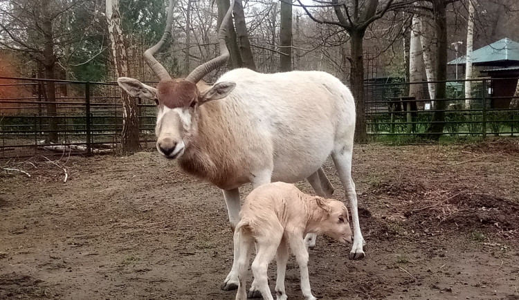 Obrovská radost v zoo. Narodilo se mládě vzácné pouštní antilopy