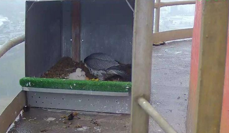 Sokolí pár vyvedl další tři mláďata. Na vráteckém komíně teplárny ohrožení dravci zdomácněli.