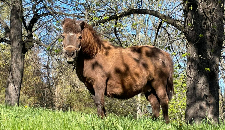 Na Špilberku se pasou poníci, pomáhají s údržbou parku