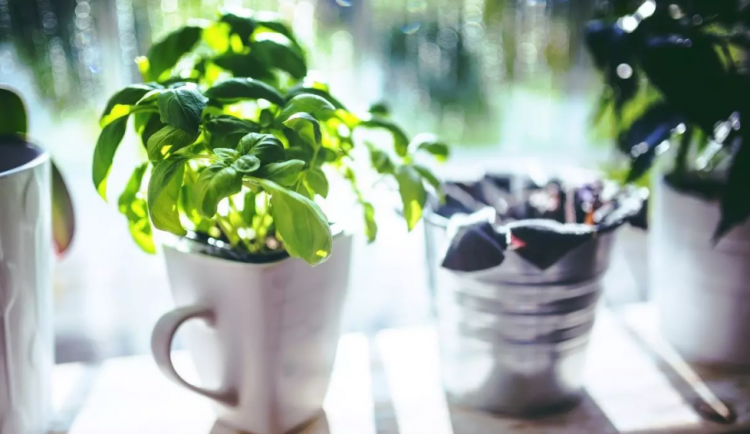 ilustrační foto, pixabay.com