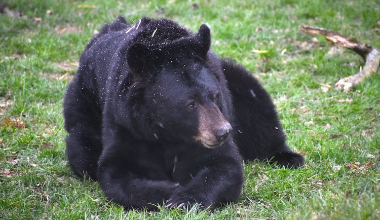 Kraj finančně podpoří soukromé zoo na jihu Čech. Na krmení pro zvířata vyčlenil 800 tisíc