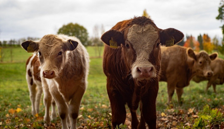 Jihočeským veterinářům přibylo podnětů na týrání zvířat