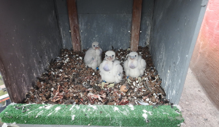 Ornitolog: Sokolími trojčaty jsou samičky