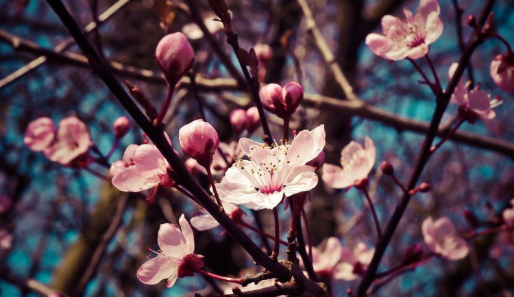Příští týden bude podle meteorologů teplý. Květen ale teplotně nepřekvapí
