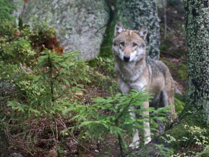 Šumavu čeká první nápor turistů, otevřou se i výběhy s vlky, rysy a jeleny