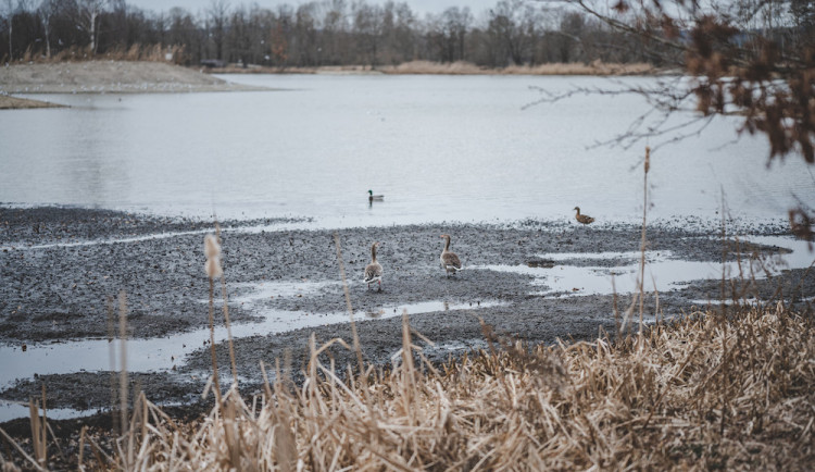 V okolí Vrbenských rybníků roste populace racků. Ruch na březích přenáší on-line kamery.