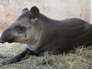 Zoo se znovu otevřela. Na návštěvníky se těšila i zvířata