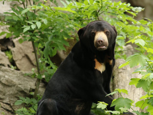 Zoo se znovu otevřela. Na návštěvníky se těšila i zvířata