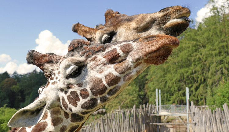 Zoo se znovu otevřela. Na návštěvníky se těšila i zvířata