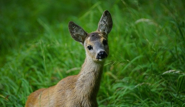 V lesích je nyní plno mláďat. Pejskaři by si měli své psy více hlídat