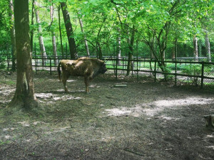 Táborská zubřice Taura doplnila stádo v polské zoo v Poznani
