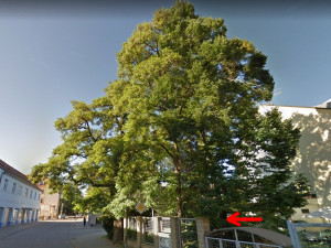 Neznámý pachatel navrtal v centru tři vzrostlé stromy. Pátrá po něm policie