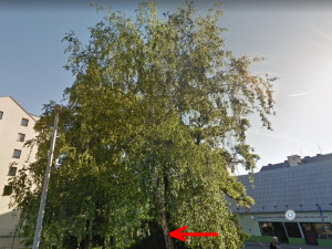 Neznámý pachatel navrtal v centru tři vzrostlé stromy. Pátrá po něm policie