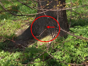 Neznámý pachatel navrtal v centru tři vzrostlé stromy. Pátrá po něm policie