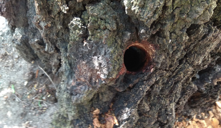 Neznámý pachatel navrtal v centru tři vzrostlé stromy. Pátrá po něm policie