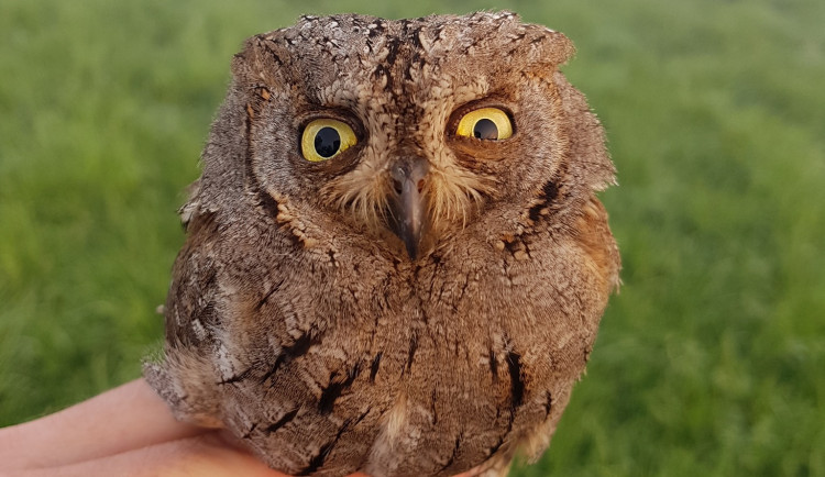 Do Českého ráje se zatoulal výreček malý až z Afriky. Ochranáři to připisují změnám klimatu