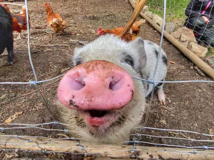 Na Vltavu do klidného kempu? Je to možné