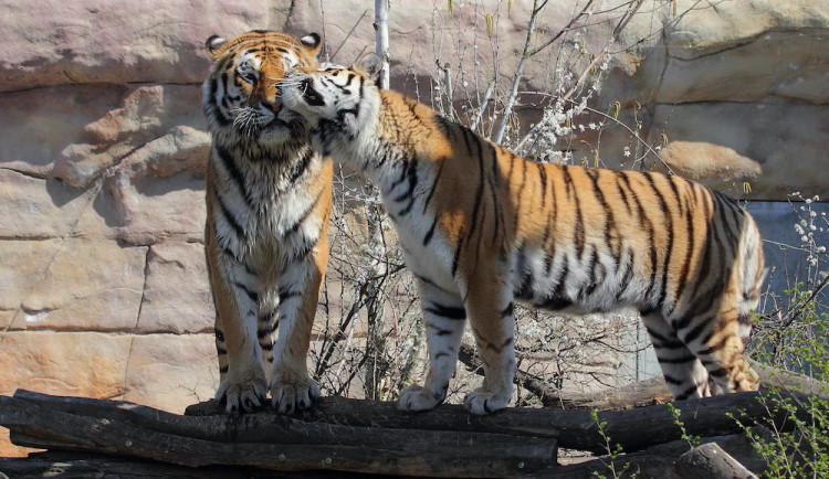 Zoo Hluboká je otevřena