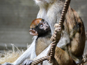 Zoo Hluboká je otevřena
