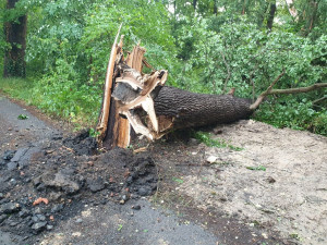 Bezdrev. Autor Zdeňka Procházková