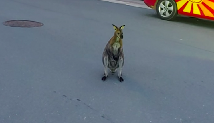 Po ulicích Tábora skáče klokan