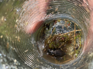 Výzkum u lipenské přehrady se pokusí zjistit, kolik tam je chráněných střevlíků