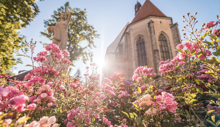Blatná je opět městem růží  a zve v sobotu 3. července na letošní výstavu