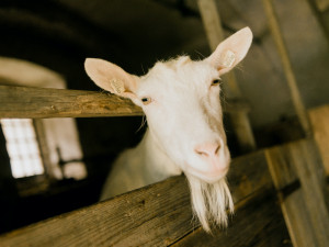 Těžký život mlynářů a unikátní Vodní mlýn Hoslovice