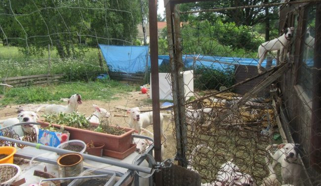 Žena chovala dvě desítky argentinských dog v otřesných podmínkách. Zubožená zvířata skončila v útulcích