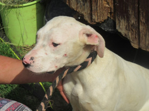 Žena chovala dvě desítky argentinských dog v otřesných podmínkách. Zubožená zvířata skončila v útulcích