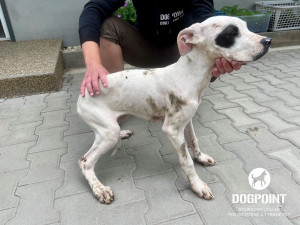 Žena chovala dvě desítky argentinských dog v otřesných podmínkách. Zubožená zvířata skončila v útulcích