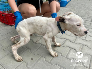 Žena chovala dvě desítky argentinských dog v otřesných podmínkách. Zubožená zvířata skončila v útulcích