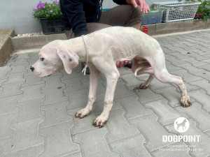 Žena chovala dvě desítky argentinských dog v otřesných podmínkách. Zubožená zvířata skončila v útulcích