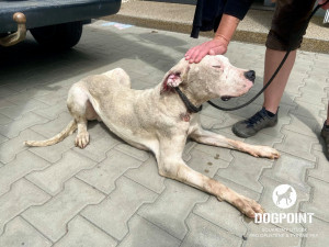Žena chovala dvě desítky argentinských dog v otřesných podmínkách. Zubožená zvířata skončila v útulcích