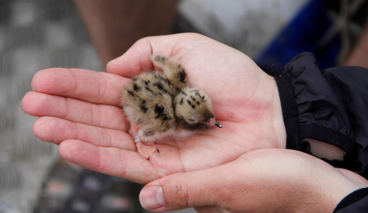 Populace rybáka hnízdícího na plovoucích ostrovech na Lipně vzrostla