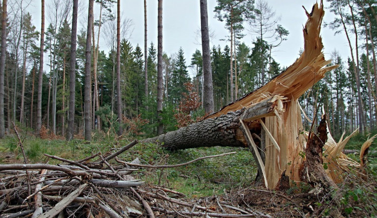 Lesní správa Jindřichův Hradec má v lesích polomy po bouřkách, nemá se do nich chodit