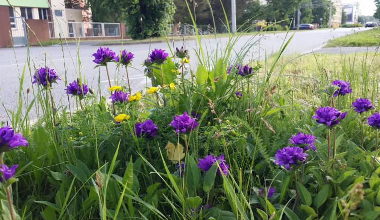 Na českobudějovických trávnících našli biologové další ohrožené druhy rostlin