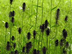 Na českobudějovických trávnících našli biologové další ohrožené druhy rostlin