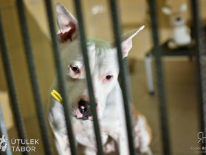 Radek Havlicek-VividFoto.cz