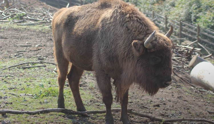 Z táborské zoo uteklo sedm zubrů. Mohou být agresivní vůči psům