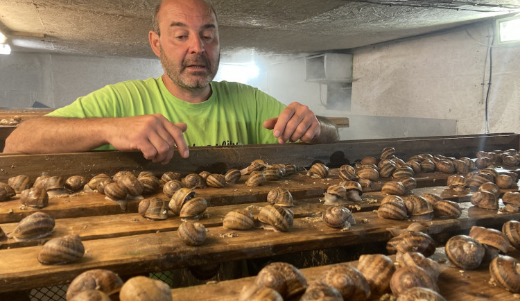 Jihomoravský král šneků chová na své farmě tisíce hlemýžďů