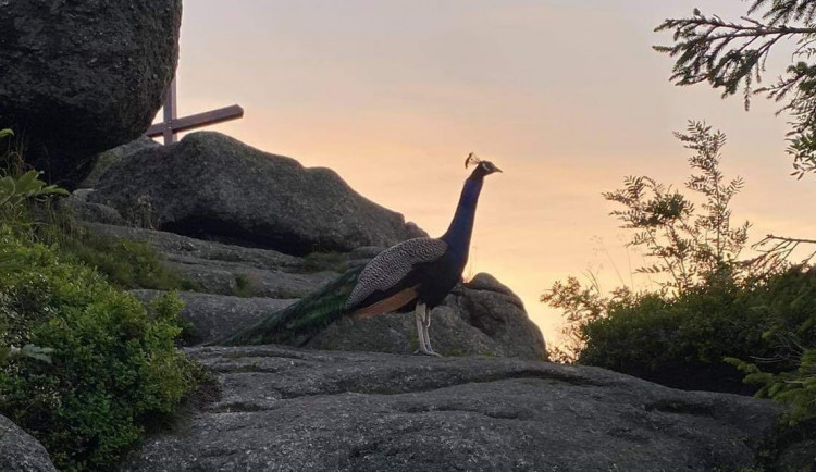 V srdci Jizerek se objevil páv. Turisté prosí o jeho záchranu. Odchyt se zatím nepodařil