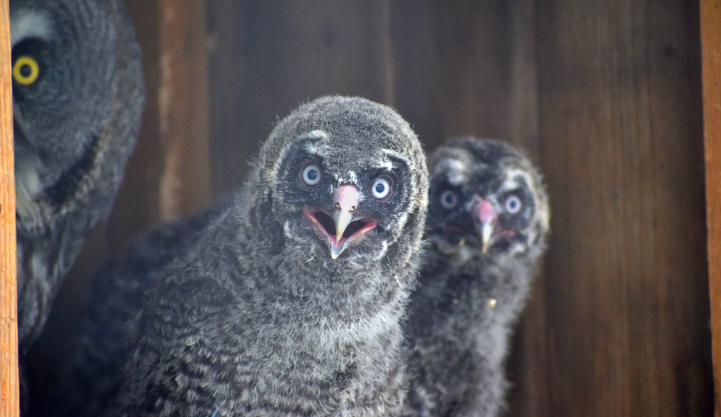 Táborská zoo odchovala tři vzácné puštíky bradaté