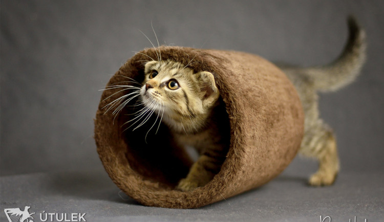 Hledáme domov pro osamělého jezdce Tonta