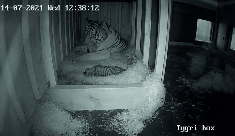 Zoo Hluboká se pyšní novými přírůstky. Samici tygra ussurijského se narodila dvě koťata