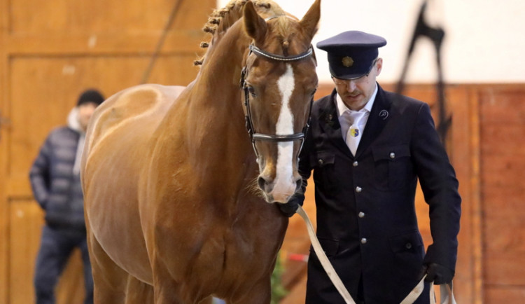 Policie ve Zlínském kraji bude mít nové koně, kteří v Písku dokončili výcvik