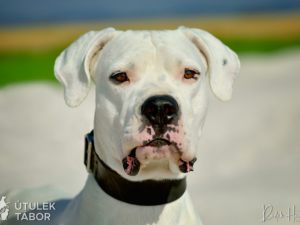 Anubis hledá novou rodinu. Je to unikátní pes s charakterem, který miluje procházky